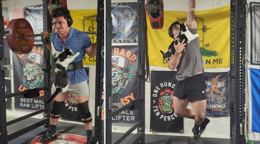 Cats and Workouts Collide in this Hilarious Instagram Account