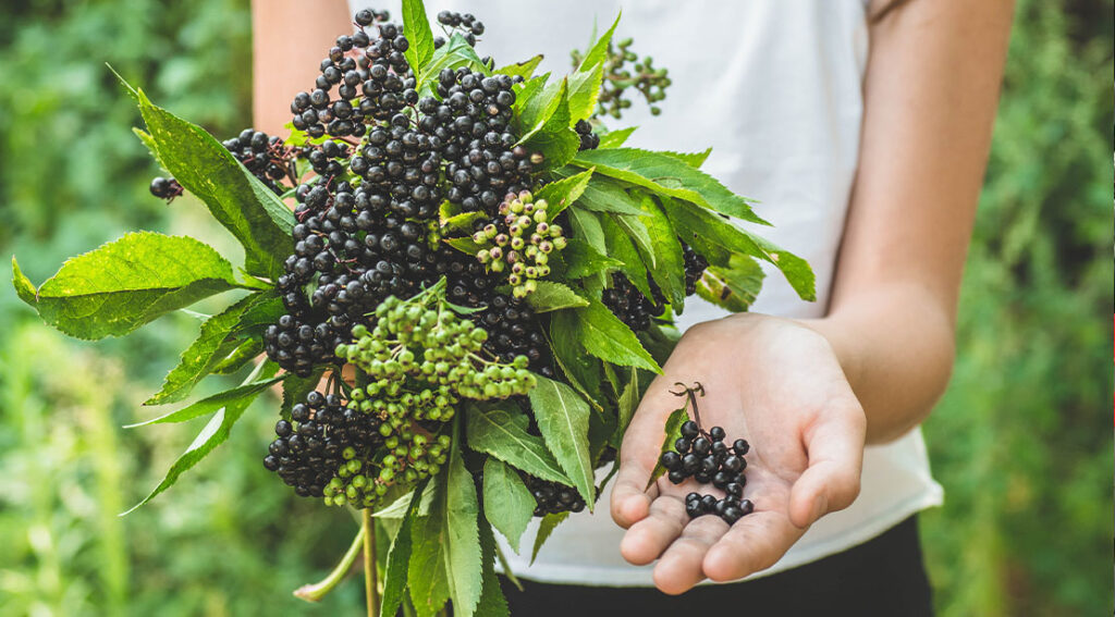 Study Shows the Benefits of Elderberry for Weight Loss